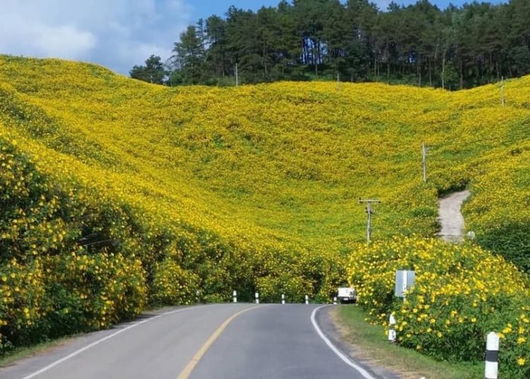 Mùa hoa dã quỳ ở Gia Lai, Tây Nguyên